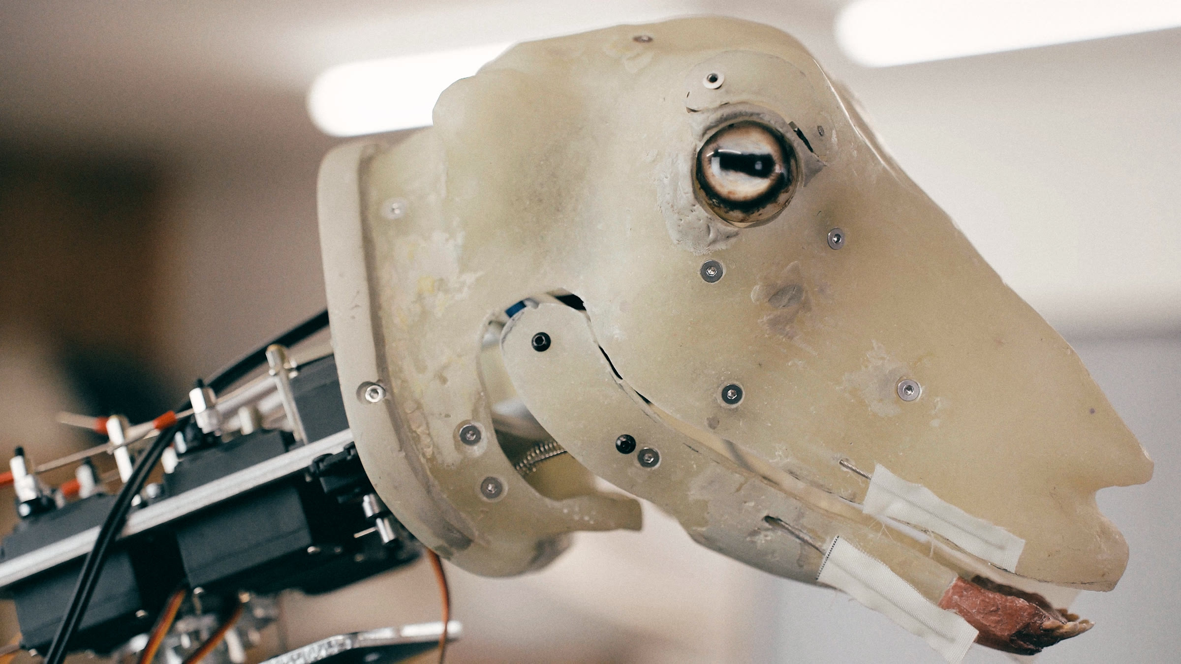 The head before the skin, with its mechanics