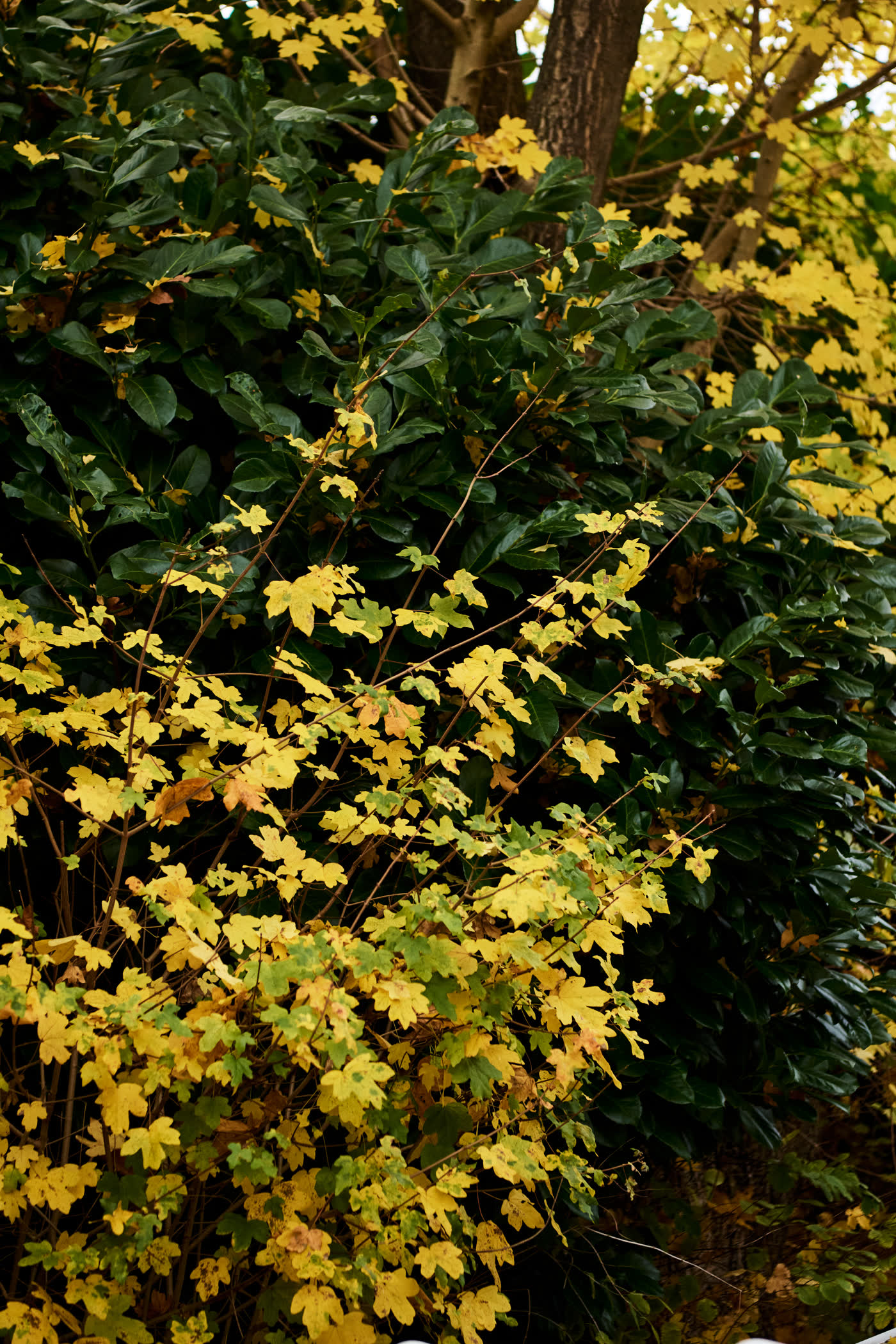 Autumn leaves in the garden
