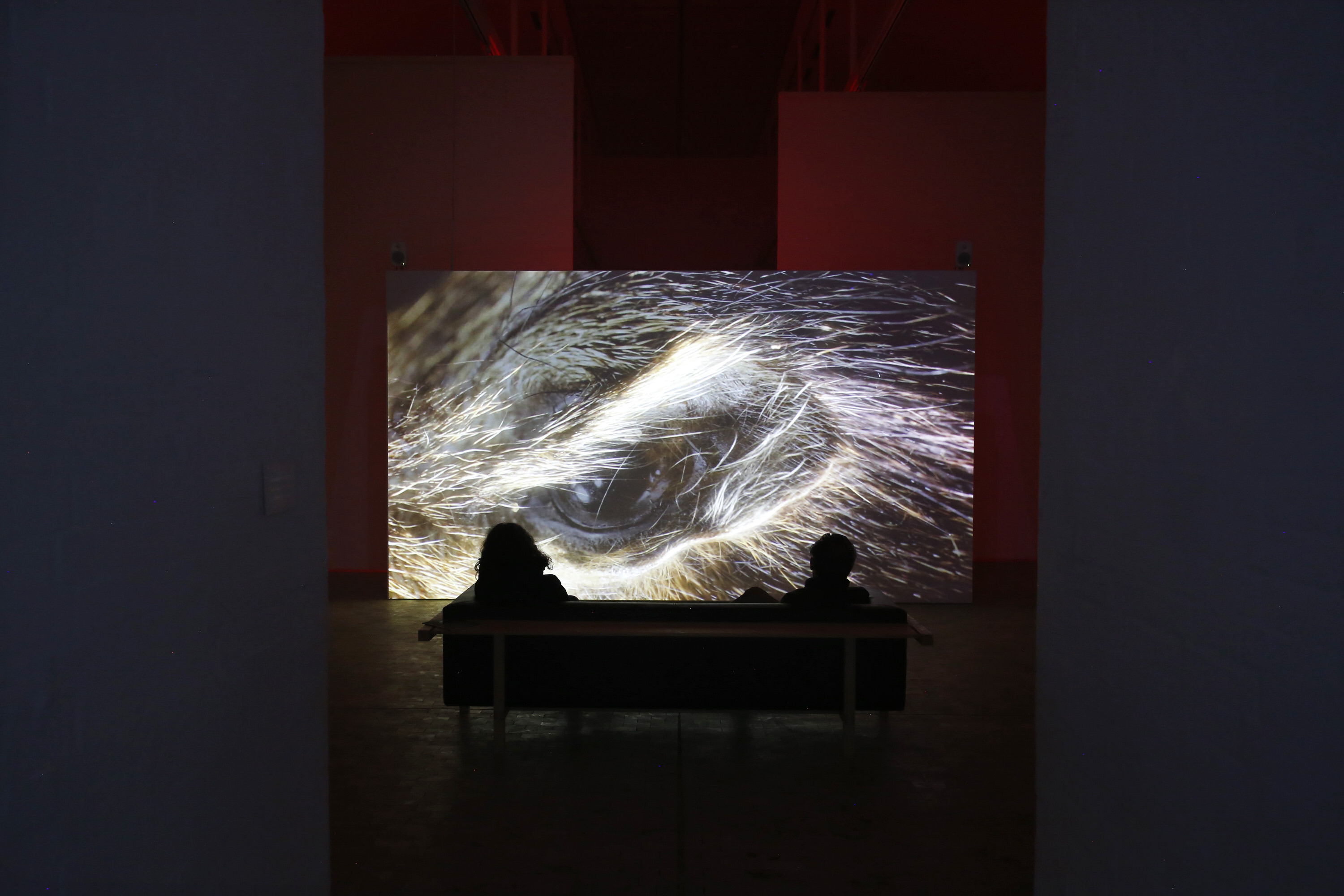 ANIMAL, installation view