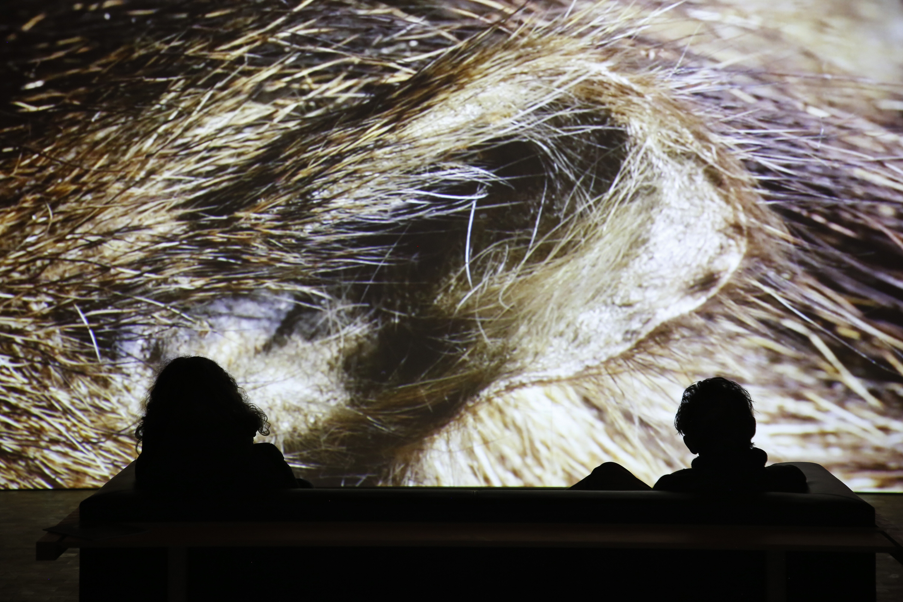 ANIMAL, installation view