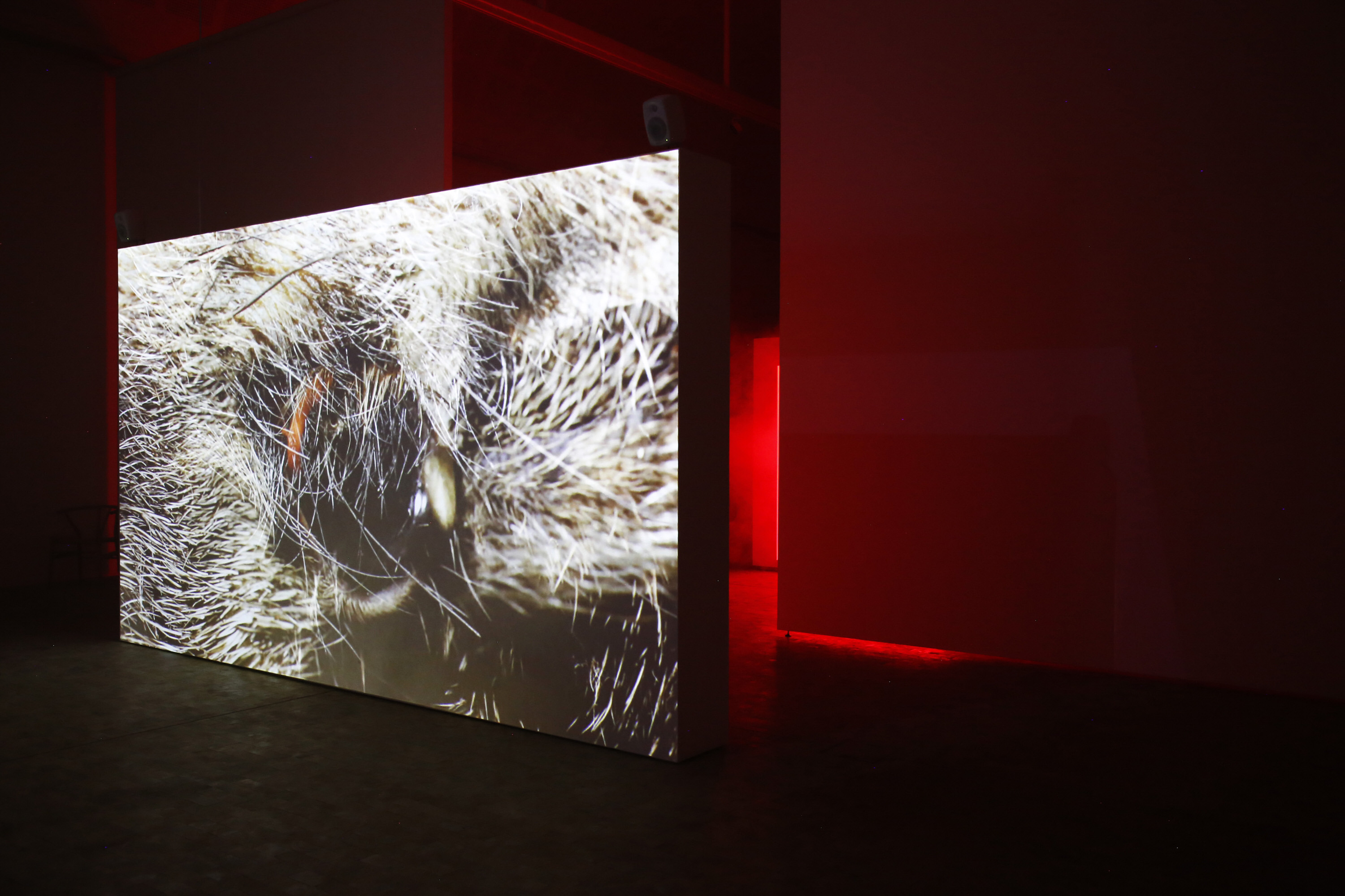ANIMAL, installation view